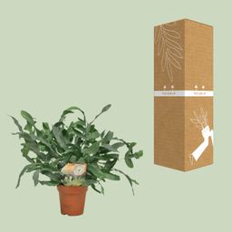 Phlebodium Blue Star (9915)