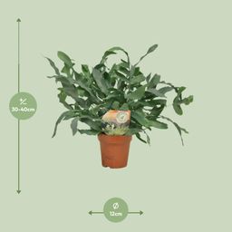 Phlebodium Blue Star (9915)