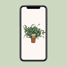 Phlebodium Blue Star (9915)