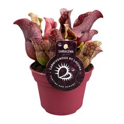 Sarracenia (13900)