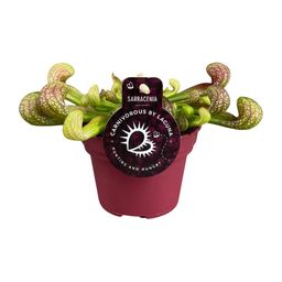 Sarracenia Psittacina (13928)