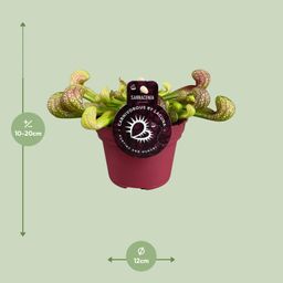 Sarracenia Psittacina (13928)