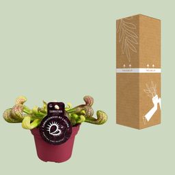 Sarracenia Psittacina (13928)