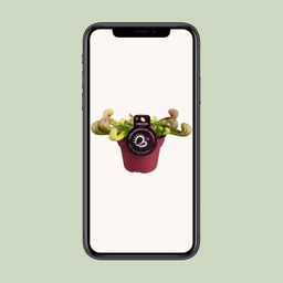 Sarracenia Psittacina (13928)