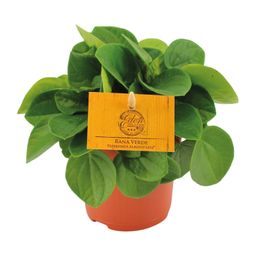 Peperomia Rana Verde (12822)