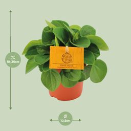 Peperomia Rana Verde (12822)