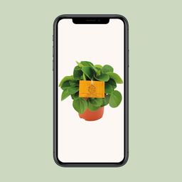 Peperomia Rana Verde (12822)