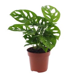 Monstera Monkey Leaf (Gatenplant) (8720634285452)
