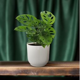 Monstera Monkey Leaf (Gatenplant) (8720634285452)