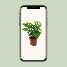 Monstera Monkey Leaf (Gatenplant) (8720634285452)