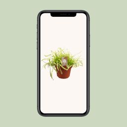 Drosera Capensis (16159)