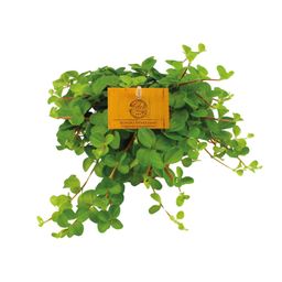 Peperomia Rotundifolia (12828)