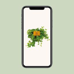 Peperomia Rotundifolia (12828)