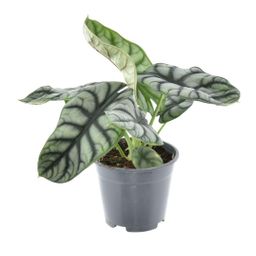 Alocasia Nebula Silver Compacta (16248)