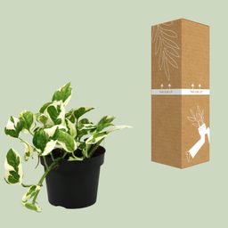 Scindapsus (Epipremnum) N'joy (18821)