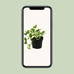 Scindapsus (Epipremnum) N'joy (18821)