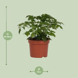 Rademachera Sinica (8691)