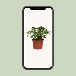 Rademachera Sinica (8691)