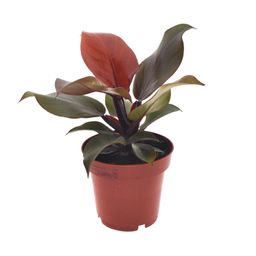 Philodendron Imperial Red (11371)