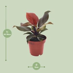 Philodendron Imperial Red (11371)