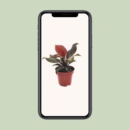 Philodendron Imperial Red (11371)