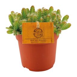 Hylocereus Undatus (12830)