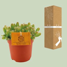 Hylocereus Undatus (12830)