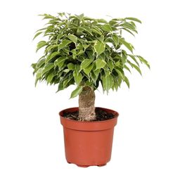 Ficus Benjamina Kinky (18125)