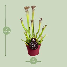 Sarracenia Farnhamii (13898)