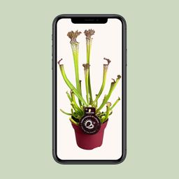 Sarracenia Farnhamii (13898)