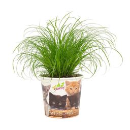 Cyperus Zumula 12cm - Beker Pet Candy Kat (28776)