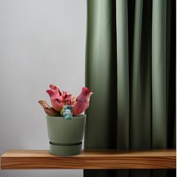 Sarracenia Maroon - Ø12 ↕23 (13934)