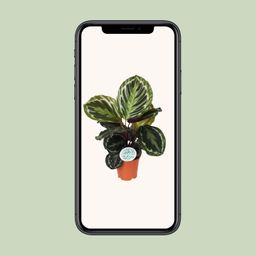 Calathea Medallion (15767)