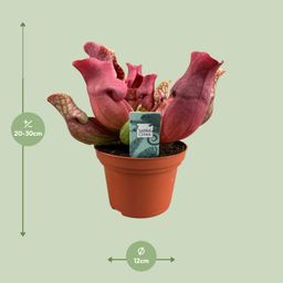 Sarracenia Maroon - Ø12 ↕23 (13934)