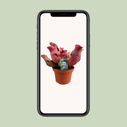 Sarracenia Maroon - Ø12 ↕23 (13934)