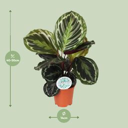 Calathea Medallion (15767)