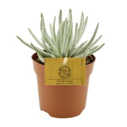 Senecio Scaposus - Ø10,5 ↕15 (12824)