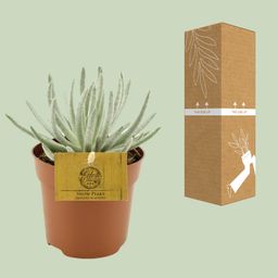 Senecio Scaposus - Ø10,5 ↕15 (12824)