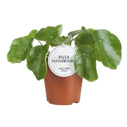 Pilea Sugar (16551)