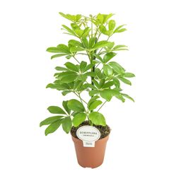 Schefflera Nora (16579)