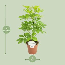 Schefflera Nora (16579)