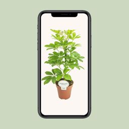 Schefflera Nora (16579)