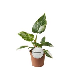 Philodendron White Princess (46544)