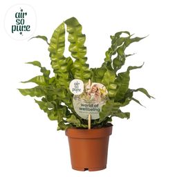 Asplenium Crispy Wave (11341)
