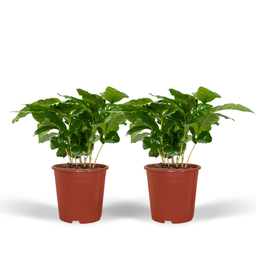 Coffea Arabica (Koffieplant) - 2 stuks (10236)