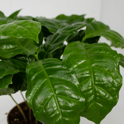 Coffea Arabica (Koffieplant) - 2 stuks (10236)