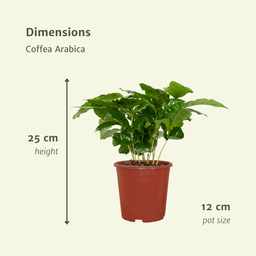 Coffea Arabica (Koffieplant) - 2 stuks (10236)