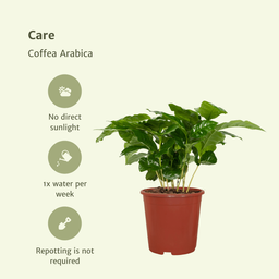 Coffea Arabica (Koffieplant) - 2 stuks (10236)