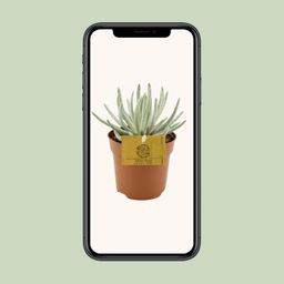 Senecio Scaposus - Ø10,5 ↕15 (12824)