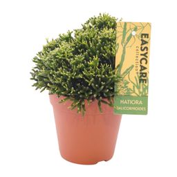 Hatiora Salicornioides - Ø12 ↕22 (12019)